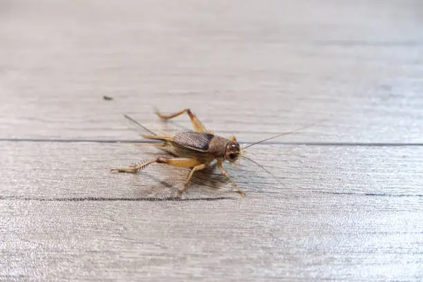 Photo of Insects on the floor.