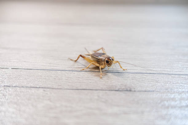Close-up photo of crickets. Close-up photo of a cricket on a wooden plank. house crickets stock pictures, royalty-free photos & images