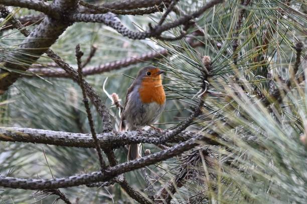 istock The European robin bird 1391749842