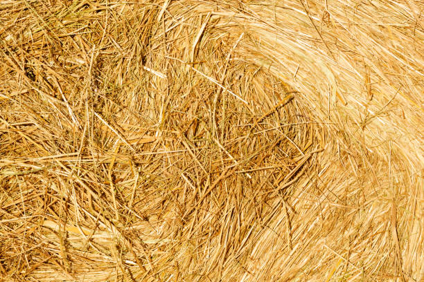 dry yellow hay in the bright sun.