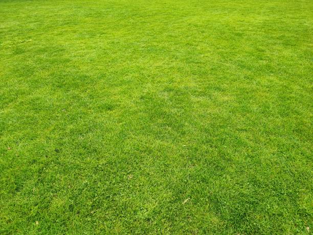 istock Green garden 1391750374