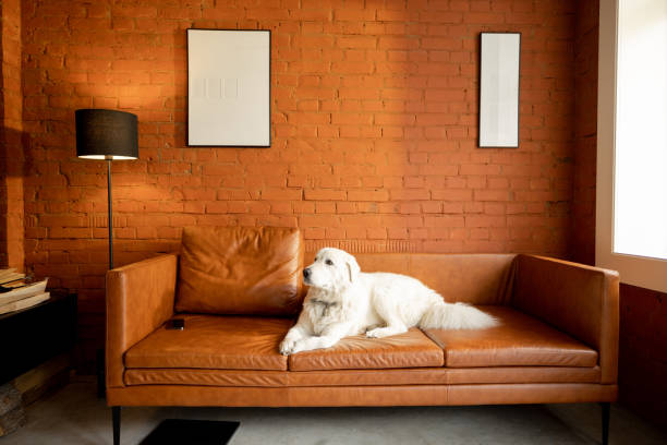 istock Cute white adorable dog on couch at modern apartment 1391751456