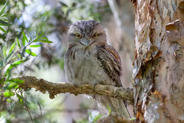 Tawny Frogmouth (Podargus strigoides) looking at the camera while roosting on a tree branch, in Centennial Park, Sydney, Australia.