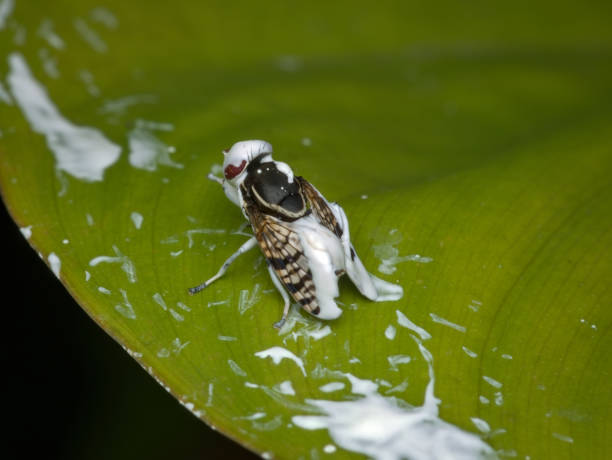 istock a fly with  body full of paint 1391752254
