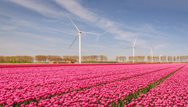 istock Red blooming tulips, wind turbines and a blue sky 1391752342