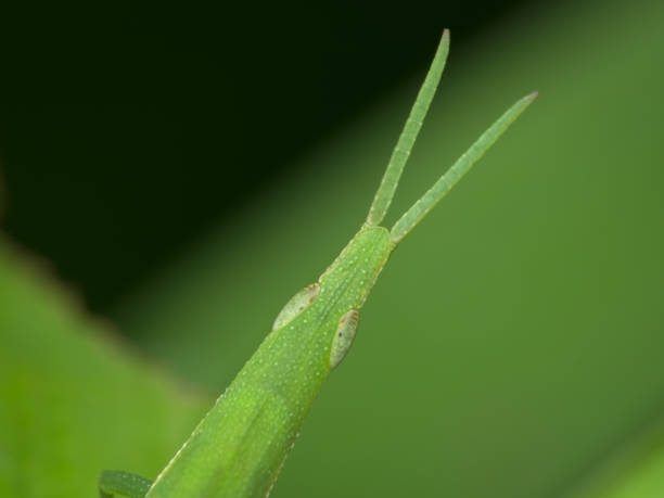 istock close up head of grasshopper 1391752429