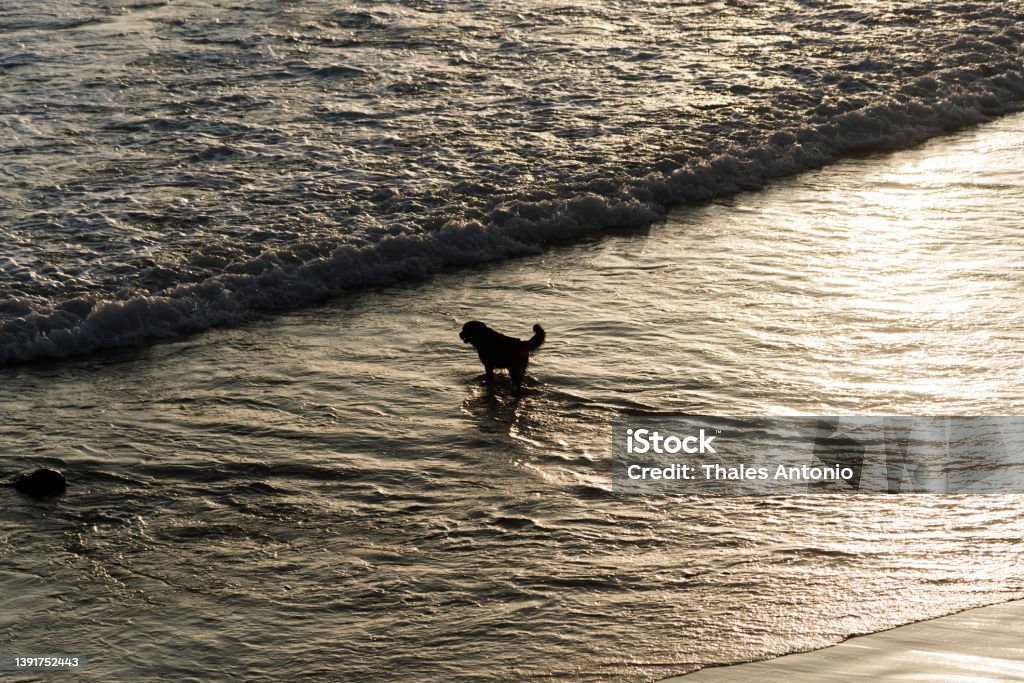 Two Dogs playing in the water of Ondina beach One Dogs playing in the water of Ondina beach in Salvador city, Bahia, Brazil. Animal Stock Photo