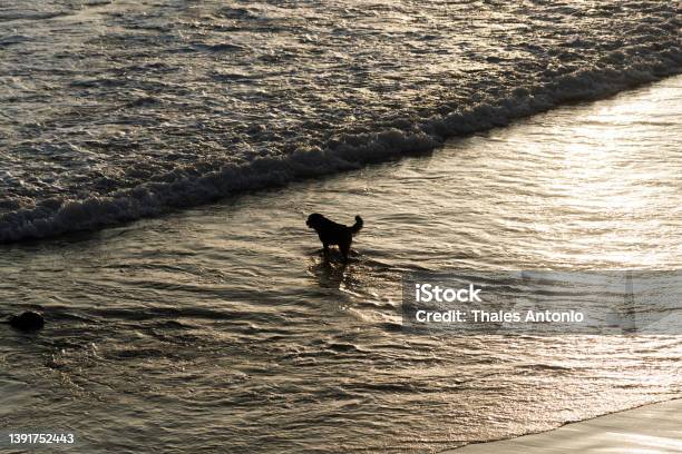 Two Dogs Playing In The Water Of Ondina Beach Stock Photo - Download Image Now - Animal, Backgrounds, Beach