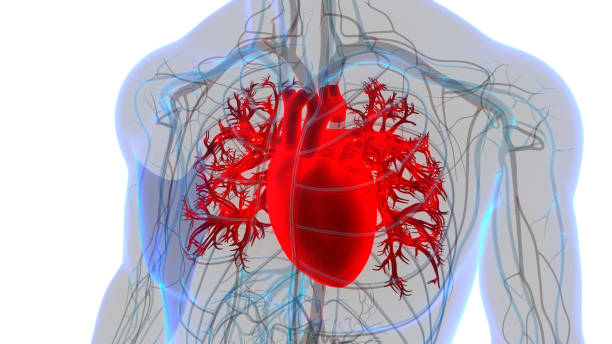 istock Human Circulatory System Heart Anatomy 1391752550