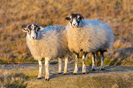 Two sheep on rocky crag, Stanage Edge, Peak District National Park, Derbyshire, England, UK