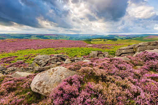 Wide angle view of summer heather in full bloom on Over Owler Tor in the Peak District National Park, England, UK.