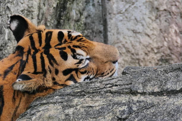 istock Tiger sleeping and sleeping on the rock 1391753866