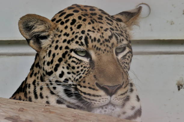 istock Leopard staring sharply at the eye 1391753950