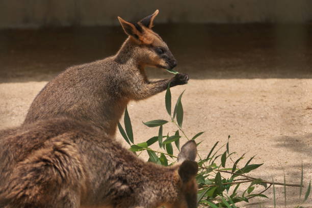 istock Two kangaroos eating grass together 1391753982