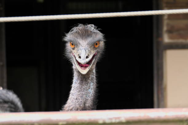 istock Open your mouth and threaten this 1391754011