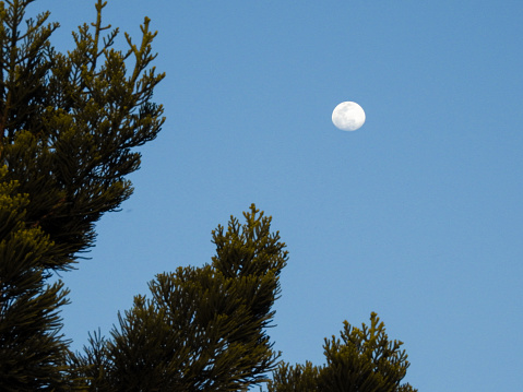 A wide angle shot of a blue sky with moon and a tree on the foreground.