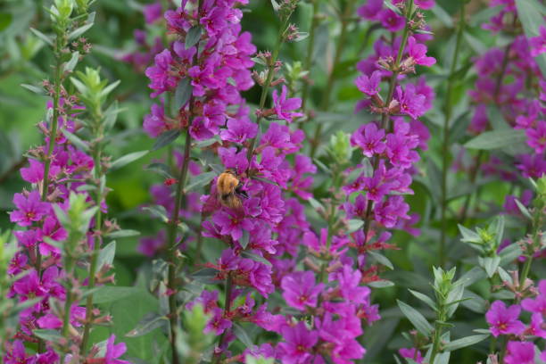 istock Red-purple lythrum anceps and small bees sucking nectar 1391755479