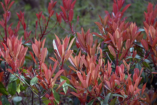 Photinia glabra, the Japanese photinia, is a species in the family Rosaceae.