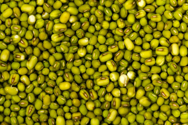 istock mung bean soaked in water background and texture,Close up 1391758218