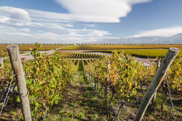 Wine and vineyards around the world - Argentina stock photo