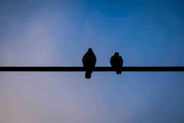 istock A couple bird sitting on wire. 1391759338