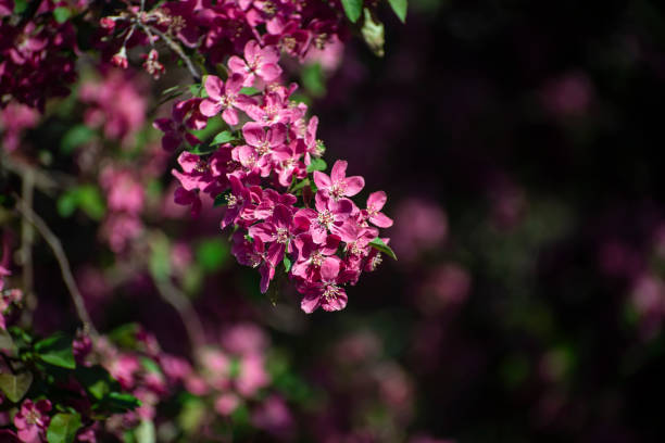 istock peach flowers in the field 1391759411