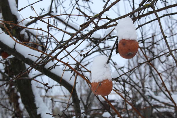 istock Apple tree with a frozen apple in winter. 1391760330
