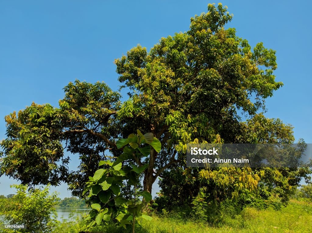 Mango Treeview Mango Tree Stock Photo - Download Image Now - Agriculture, Backgrounds ...