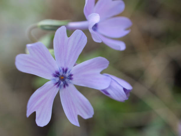 istock Close up of moss phlox 1391760900
