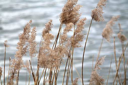 Dry reed (Phragmites australis) swaying in wind against background of water