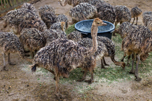 istock Ostrich. Ostrich farm. animal breeding. 1391762951