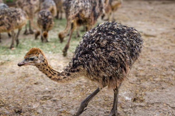 istock Ostrich. Ostrich farm. animal breeding. 1391762969