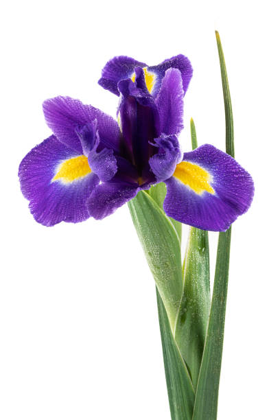 istock Beautiful Blue English Iris (Iridaceae Iris latifolia) isolated on white background 1391763003