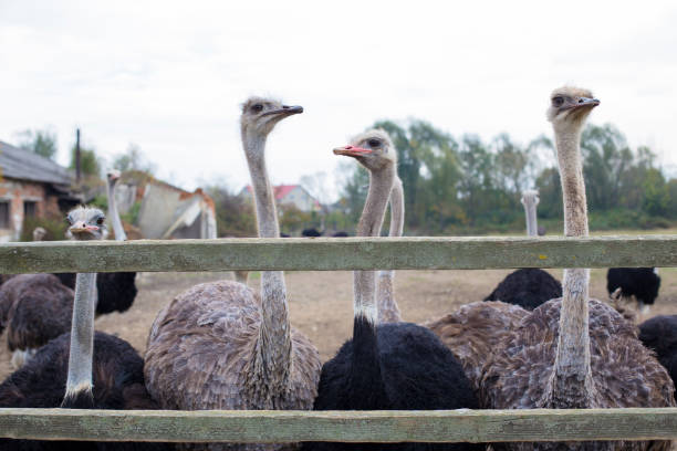 istock Ostrich. Ostrich farm. animal breeding. 1391763015