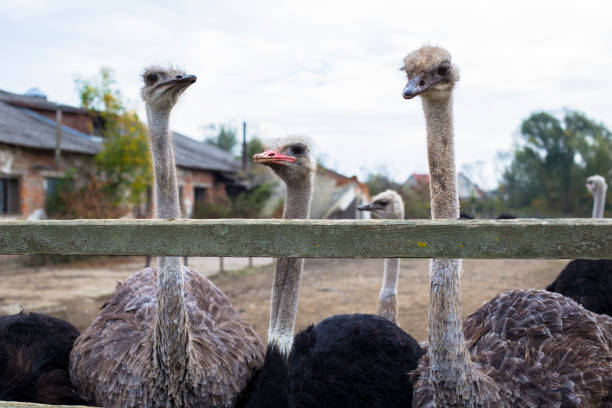 istock Ostrich. Ostrich farm. animal breeding. 1391763021