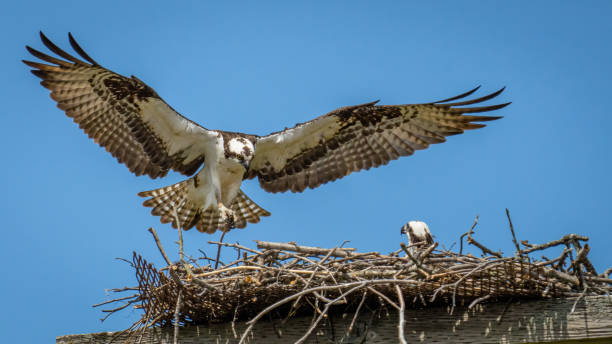 istock Osprey with its catch in flight and on a branch eating 1391763139