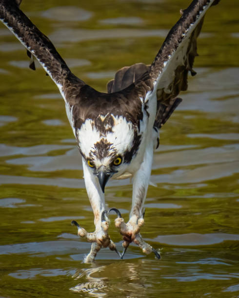 istock Osprey with its catch in flight and on a branch eating 1391763153