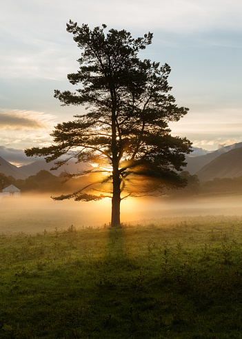 The sun rising behind tall Pine tree with ground mist on grass valley floor. Taken in the Lake District, UK.