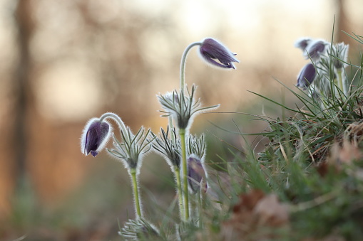 Some flowers of anemone pulsatilla in a field in spring.
