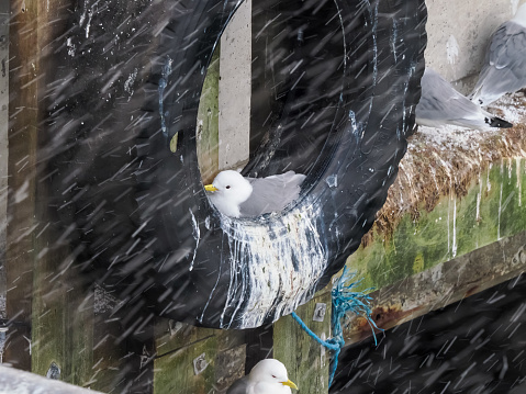 kittiwakes setting up their nests in late Spring on the tires lining the harbor of VardÃ¸, the easternmost town in Norway, Troms og Finnmark county.