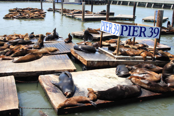 istock Sea lions at Pier 39 1391765682