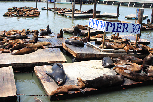 Pier 39 of the Fisherman's Warf in San Francisco, USA