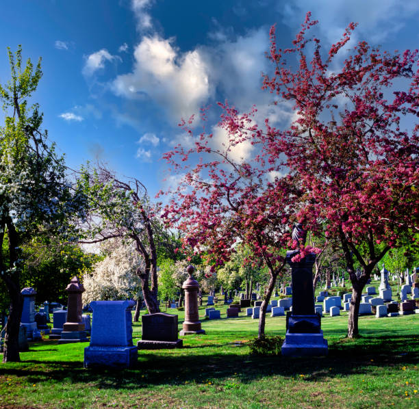 Montreal, Canada - May 20 , 2002 : Grave markers, tombstones blossoming trees, grass,