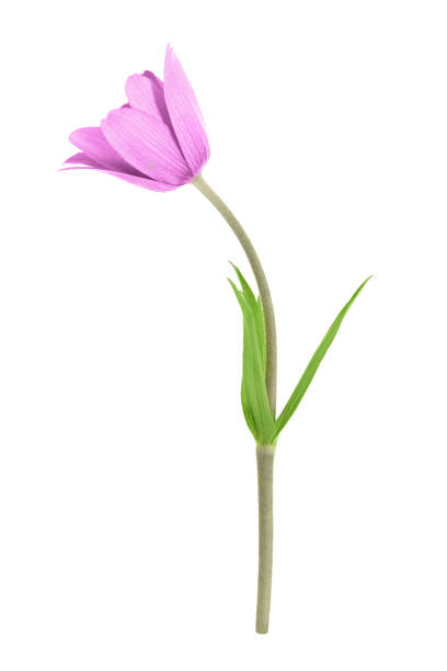 istock Romantic Wildflower pink anemone hortensis isolated 1391766966