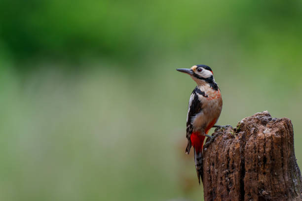 istock Great spotted woodpecker in the forest 1391767010