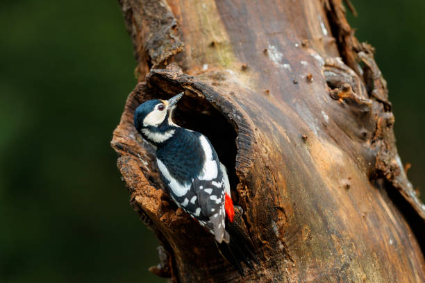 istock Great spotted woodpecker in the forest 1391767054