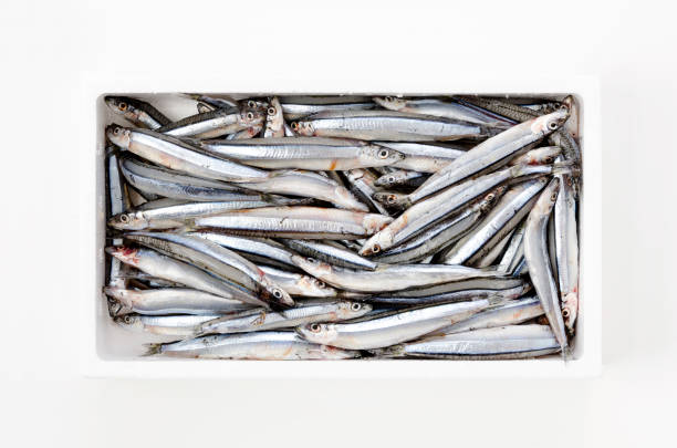 istock Silver-stripe round herring in Styrofoam box on white background 1391767993