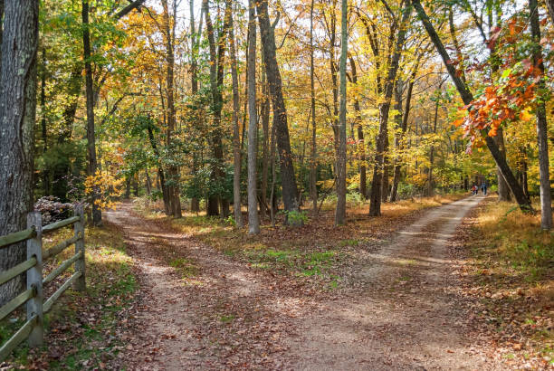 fork in the road - forked road imagens e fotografias de stock