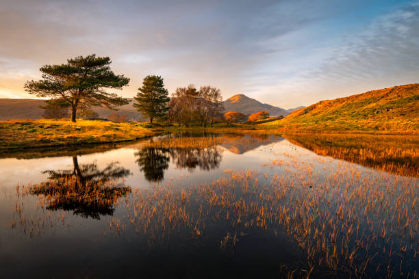 Autumn At Kelly Hall Tarn, Lake District, UK. Perfect mirror reflection of trees and mountain (Old Man of Coniston) in small lake/tarn near Coniston in the Lake District, UK. english lake district stock pictures, royalty-free photos & images