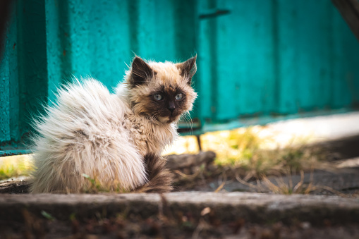 Stray kitten in strong wind on the street. Cute homeless animals concept background